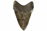 Serrated, Fossil Megalodon Tooth - Chocolate Brown #138994-1